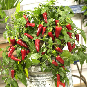 Paprika "Joyride"
