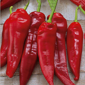Paprika "Komtesa"