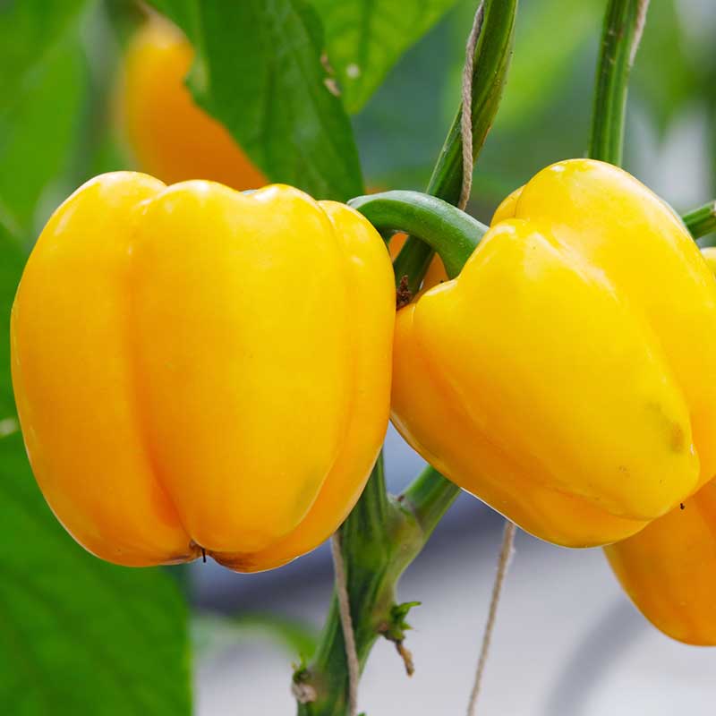 Paprika "Luteus" F1