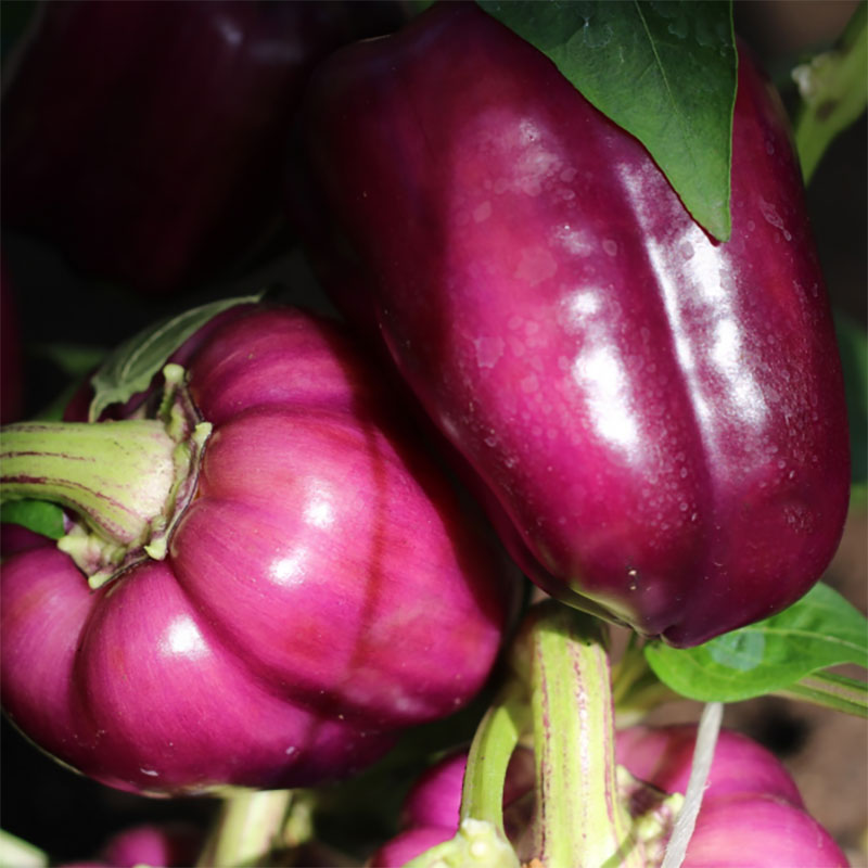 Paprika "Oda"