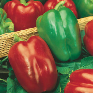 Paprika "California Wonder"