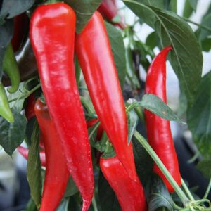 Paprika "Red Temptation"