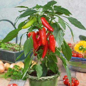 Paprika "Sweet Pleasure Röd" F1