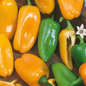 Paprika "Hamik"
