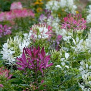 Paradisblomster "Colour Fountain", mix