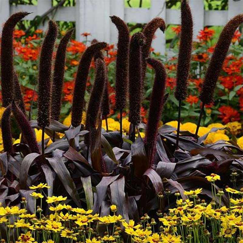 Pärlhirs "Copper Prince" F1