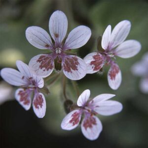 Pelargonnäva "Sweetheart"