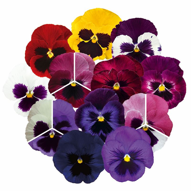 Pensé "Inspire Deluxxe Blotch Mix"