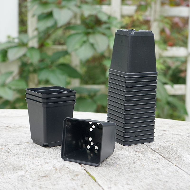 Perennkruka 7 x 7 cm, 20-pack