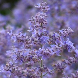 Perovskia "Blusette"