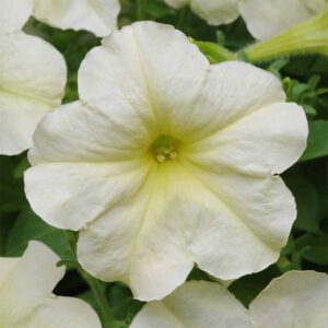 Petunia "Debonair Lime Green"