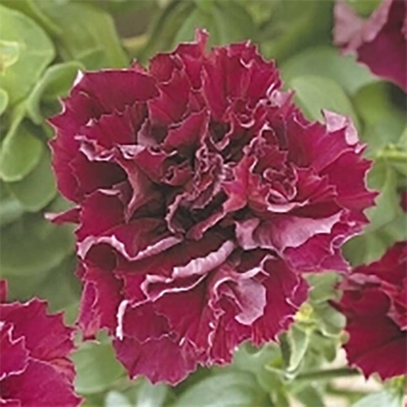 Petunia "Double Cascade Burgundy" F1