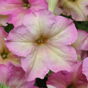 Petunia "Sophistica Antique Shades" F1