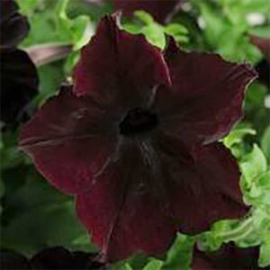 Petunia "Sophistica Blackberry" F1