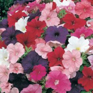 Petunia "Special Multiflora", mix