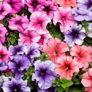 Petunia "Tritunia Veined" Mix
