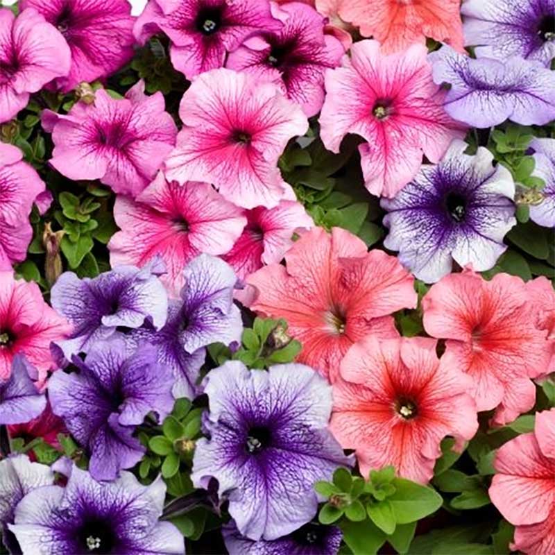 Petunia "Tritunia Veined" Mix