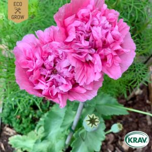 Pionvallmo "Carnation Rose", ekologisk