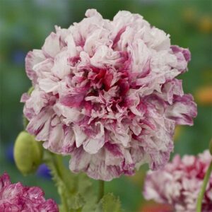 Pionvallmo "Flemish Antique Peony"