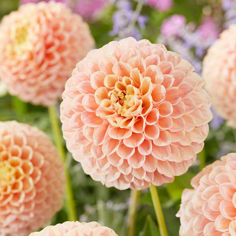 Pompondahlia "Sweet Suzanne"