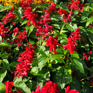 Praktsalvia "Blaze of Fire"
