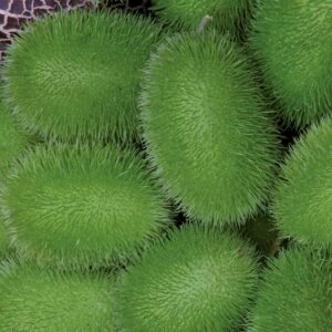 Prydnadsgurka "Hedgehog"
