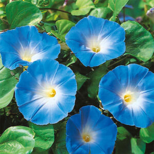 Purpurvinda "Heavenly Blue"