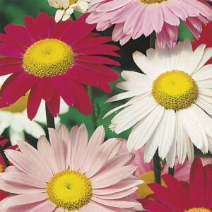 Rosenkrage, enkel mix
