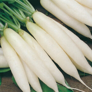 Rädisa "Long White Icicle"