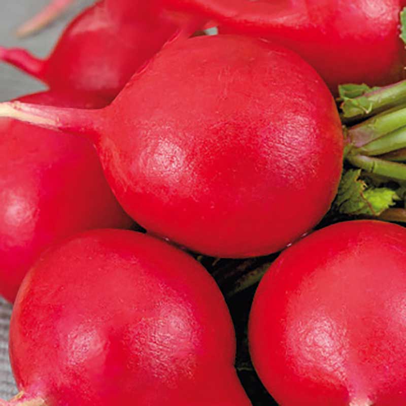 Rädisa "Scarlet Globe"