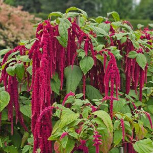 Rävsvans "Love Lies Bleeding"