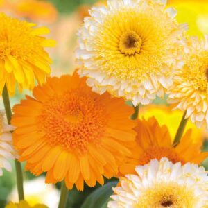 Ringblomma "Kinglet Mix"