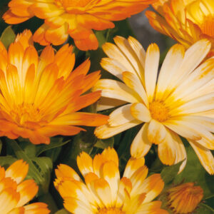 Ringblomma "Oopsy Daisy"