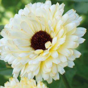 Ringblomma "Snow Princess"