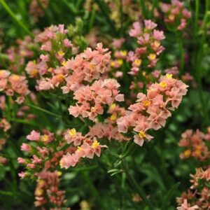 Risp "QUIS Apricot"