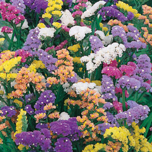 Risp "Art Shades", mix