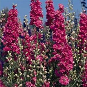 Romersk Riddarsporre "QIS Carmine"