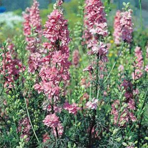 Romersk Riddarsporre "QIS Rose"