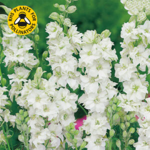 Romersk riddarsporre "White King"