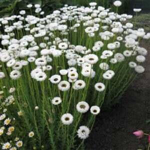 Roseneternell "Pierrot White"