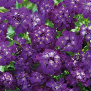 Roseniberis "Purple Rain"