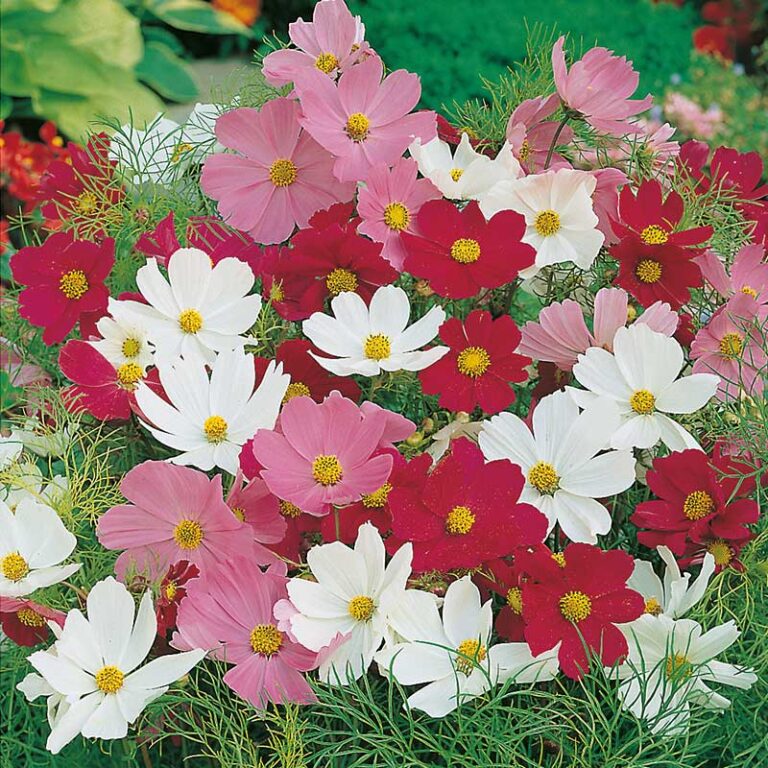 odla-rosensk-ra-fr-n-fr-mina-odlingstips-slow-flower-garden