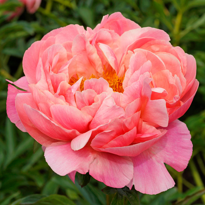 luktpion-coral-charm