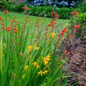 Montbretia mix