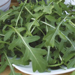 Rucola "Kennedy"