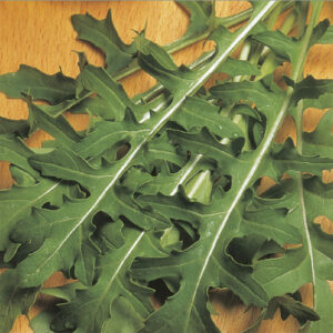 Rucola "Runway"