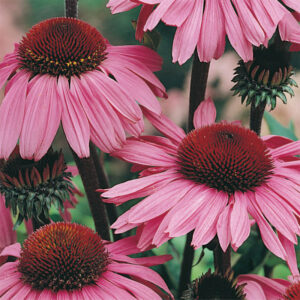 Rudbeckia "Bravado"