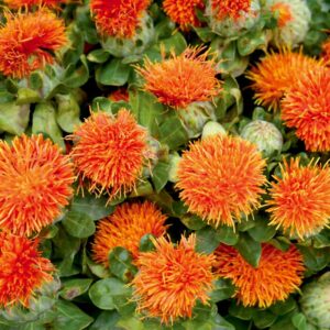 Safflor "Orange Ball"