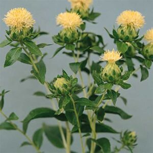 Safflor "White Grenade"
