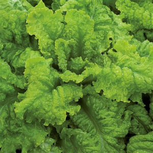 Sallat "Australiche Gele"